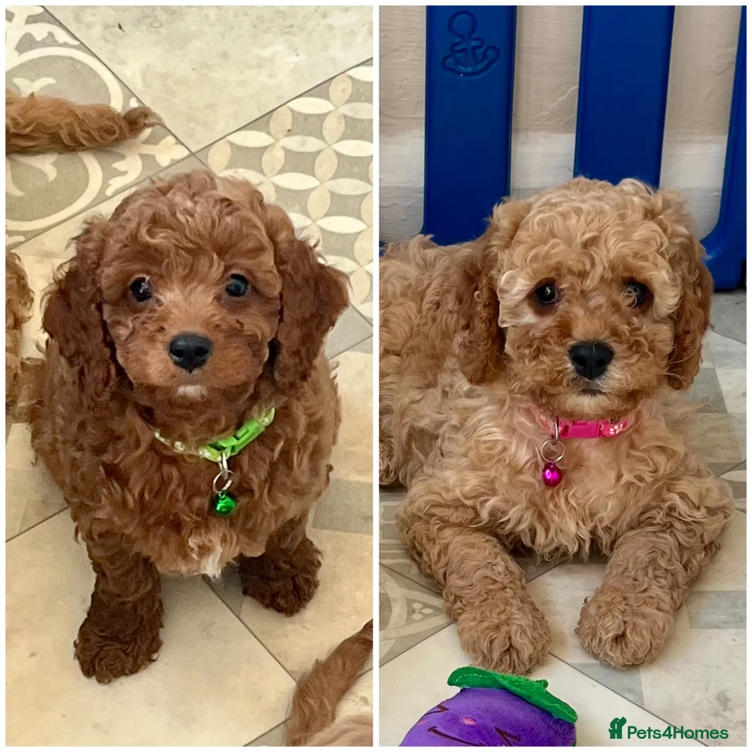 Cavapoo dogs for sale: Top quality, health tested F1b Cavapoo babies - Advert 1