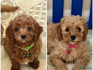 Cavapoo dogs Top quality, health tested F1b Cavapoo babies - Advert 14