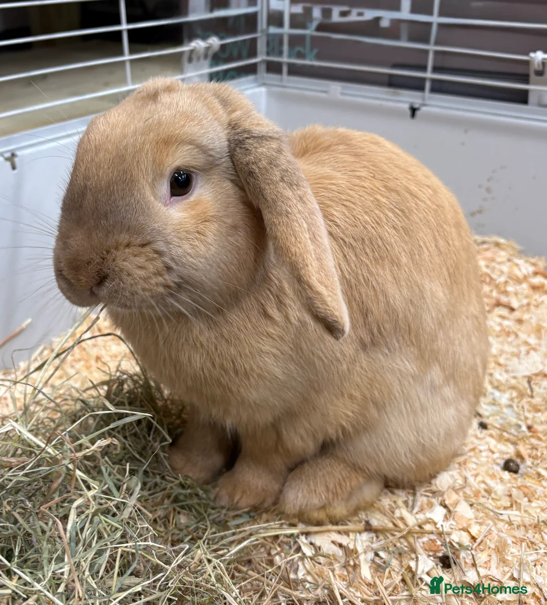 Dwarf Lop rabbits for sale: Male Dwarf lop Ready now 🐰♥️🐰  - Advert 1