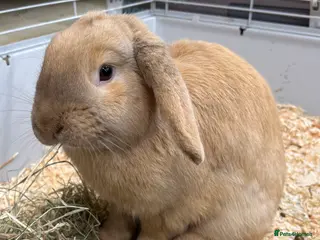 Dwarf Lop rabbits Male Dwarf lop Ready now 🐰♥️🐰 - Advert 6