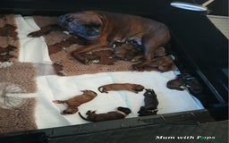 Boxer dogs for sale: 9 Beautiful Boxer Pups - Available from 22/12/2025 - Advert 29