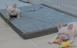 French Bulldog dogs for sale: High DNA French bulldog Male & Females  - Image 23