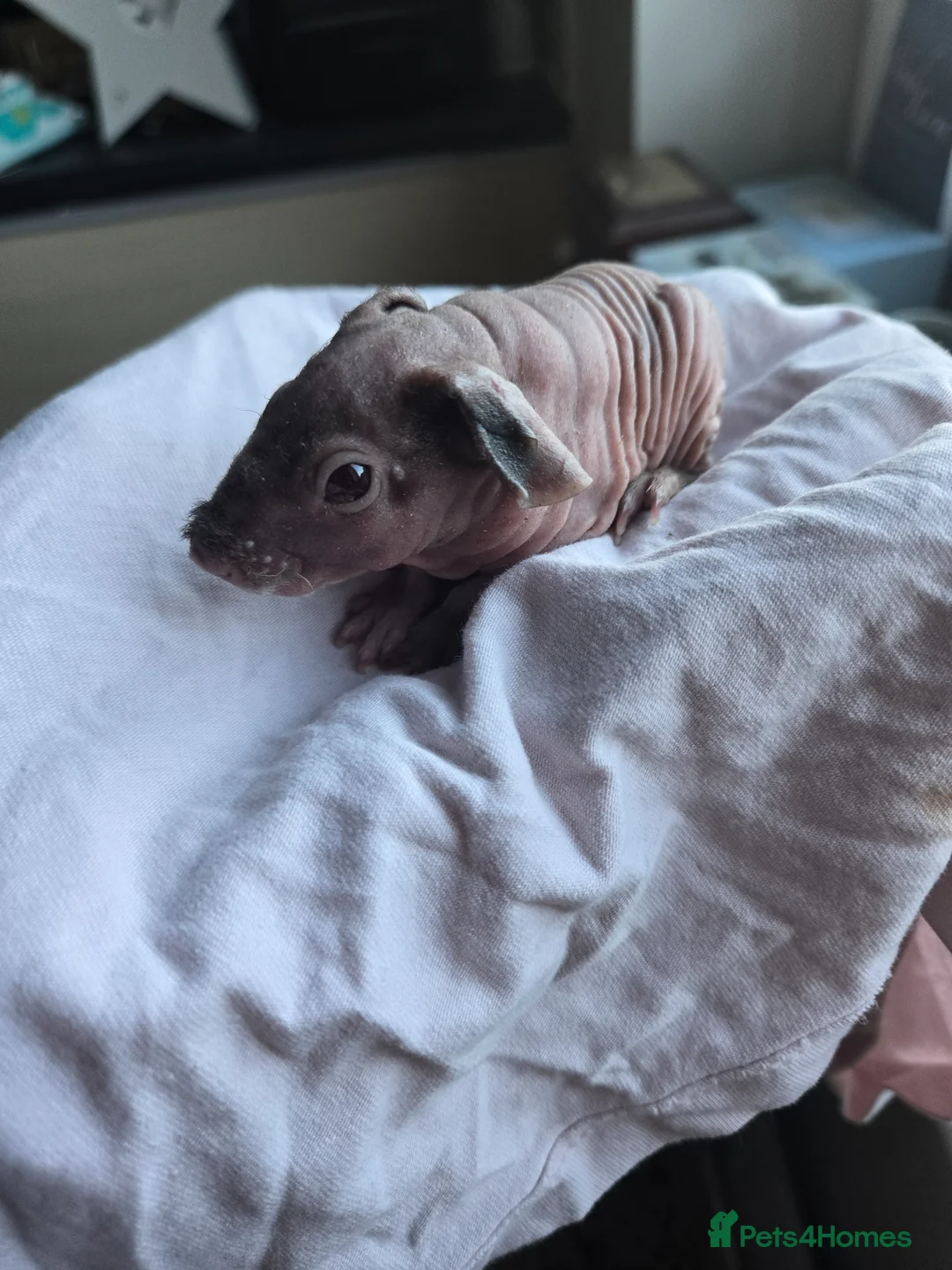 Guinea Pig rodents for sale: 2 skinny boys (pancake and waffle) - Advert 2