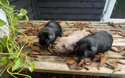 Guinea Pig rodents for sale: Trio of super sweet & friendly boars! - Image 2