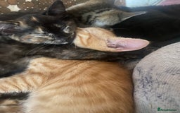 Mixed Breed cats for sale: Only 1 beautiful tortoiseshell girl left!❤️🐱 - Image 2