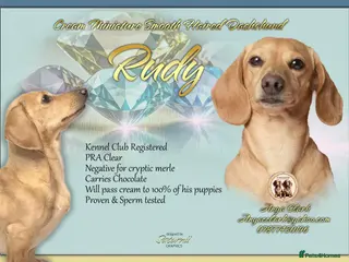 Miniature Dachshund dogs Cream Miniature Dachshund Stud - Advert 1