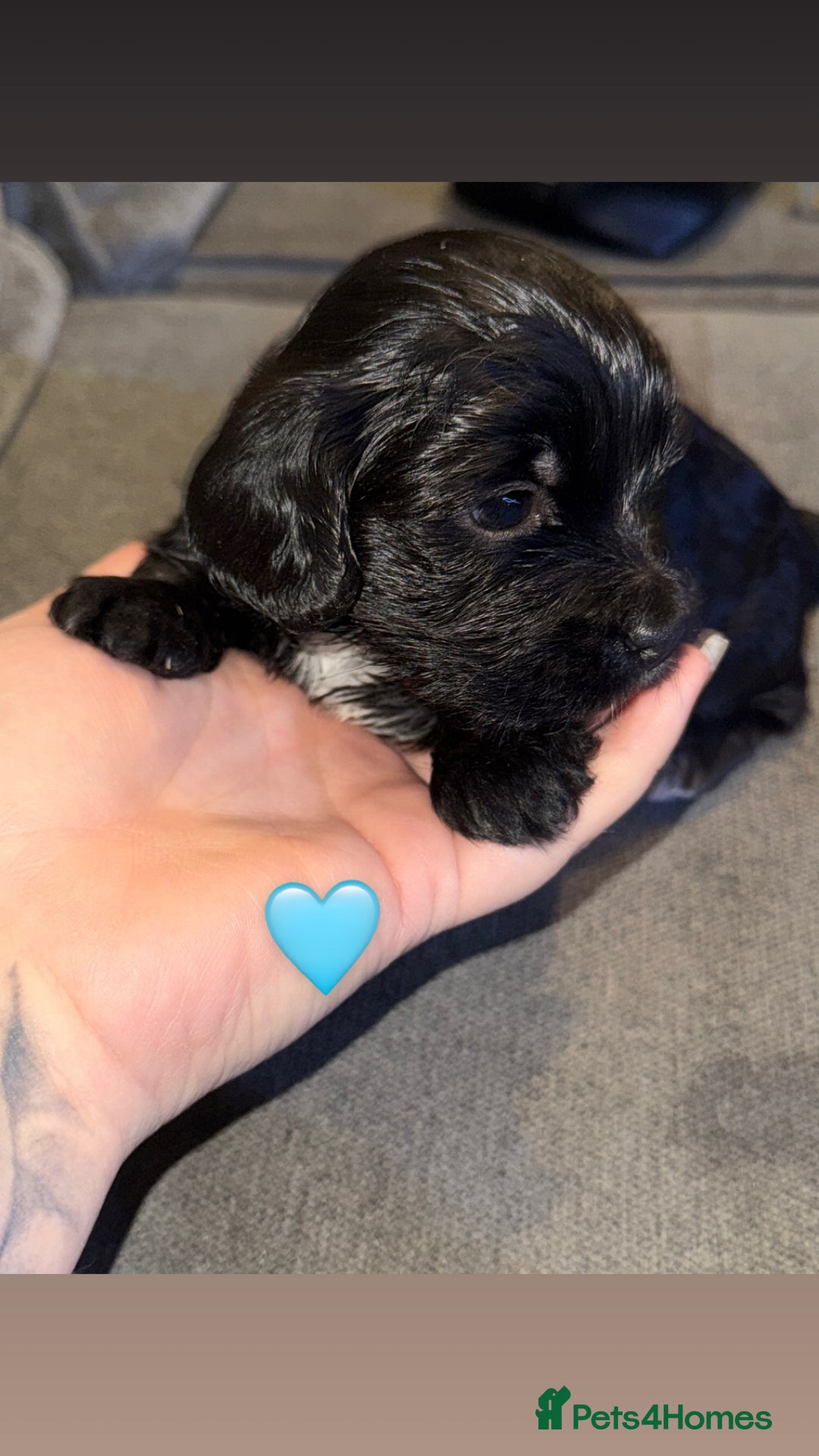 Mixed Breed dogs for sale: Shihpoo X Cocker Spaniel pups - Image 13