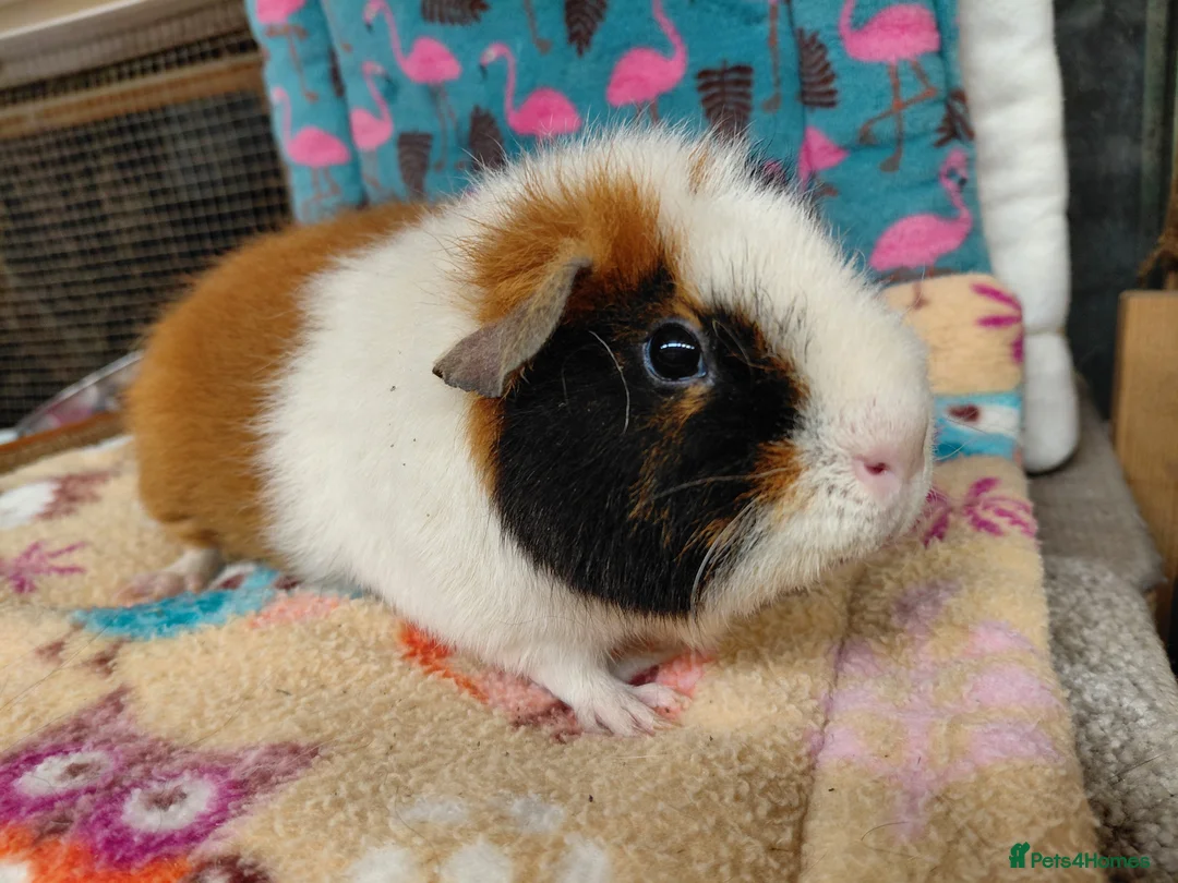 Guinea Pig rodents for sale: Teddy Retired Sow /Teddy Baby Sows  - Advert 1