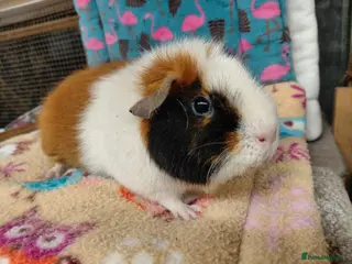 Guinea Pig rodents Teddy Retired Sow /Teddy Baby Sows - Advert 6