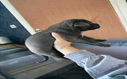 Cane Corso dogs for sale: Beautiful cane corso puppies  - Image 3