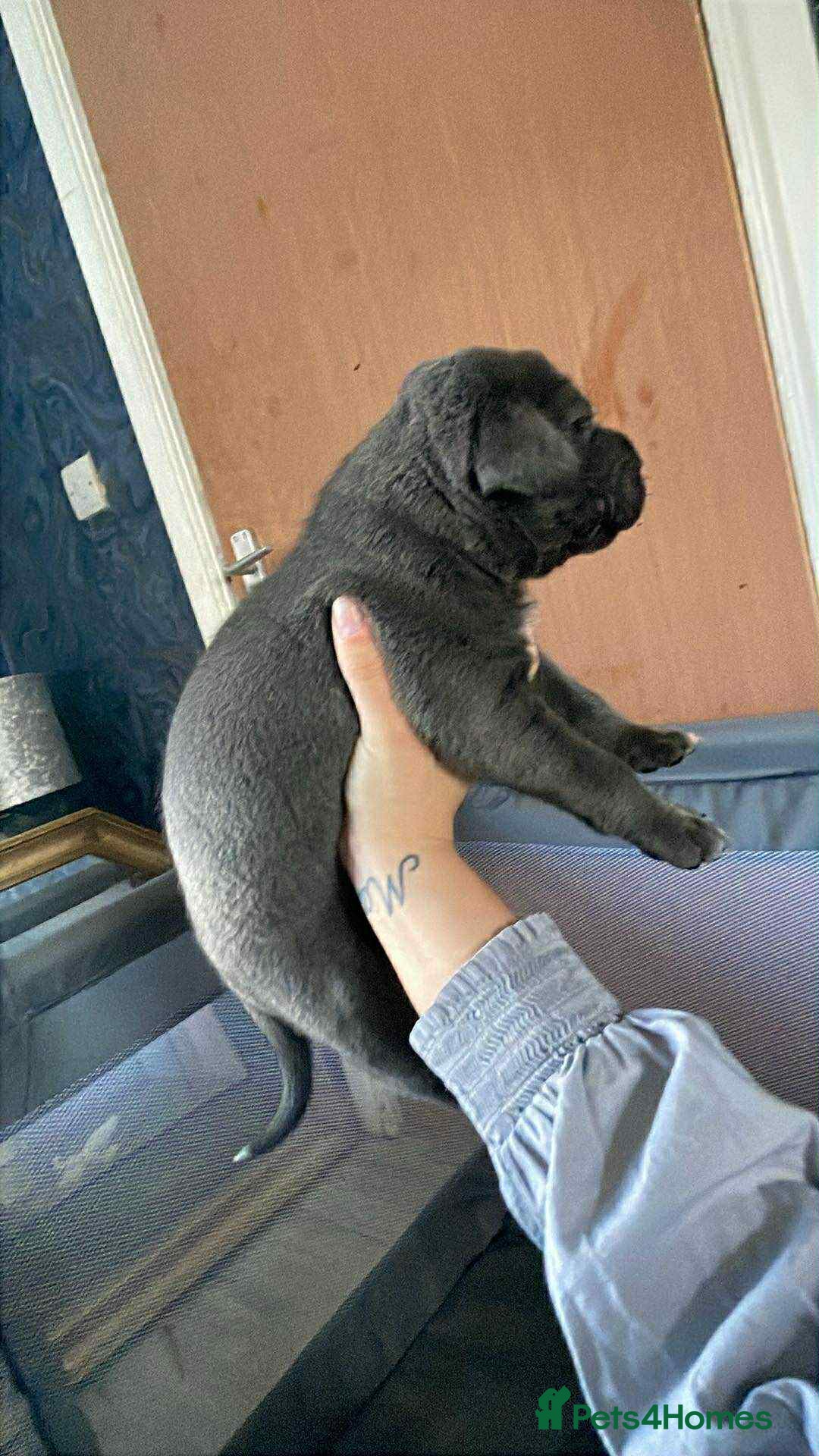 Cane Corso dogs for sale: Beautiful cane corso puppies  - Image 3