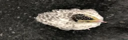 Mixed Breed birds for sale: 5 quail chicks  in Manchester - Advert 17