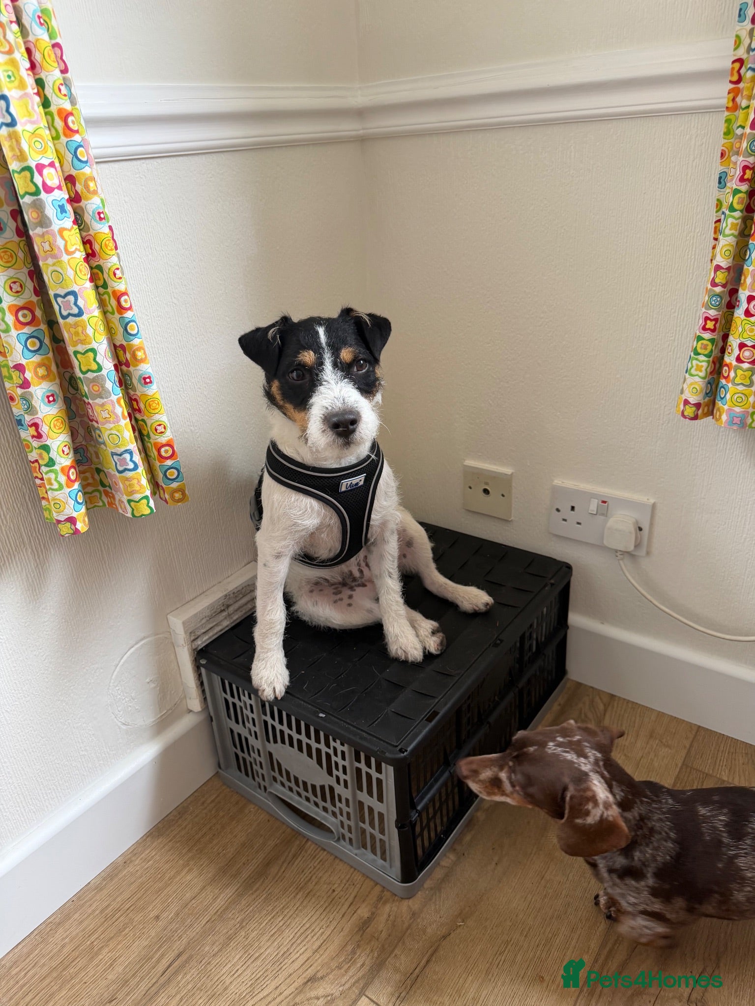 Parson Russell dogs Parsons Terrier - Advert 14