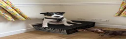 Parson Russell dogs for sale: Parsons Terrier - Advert 1