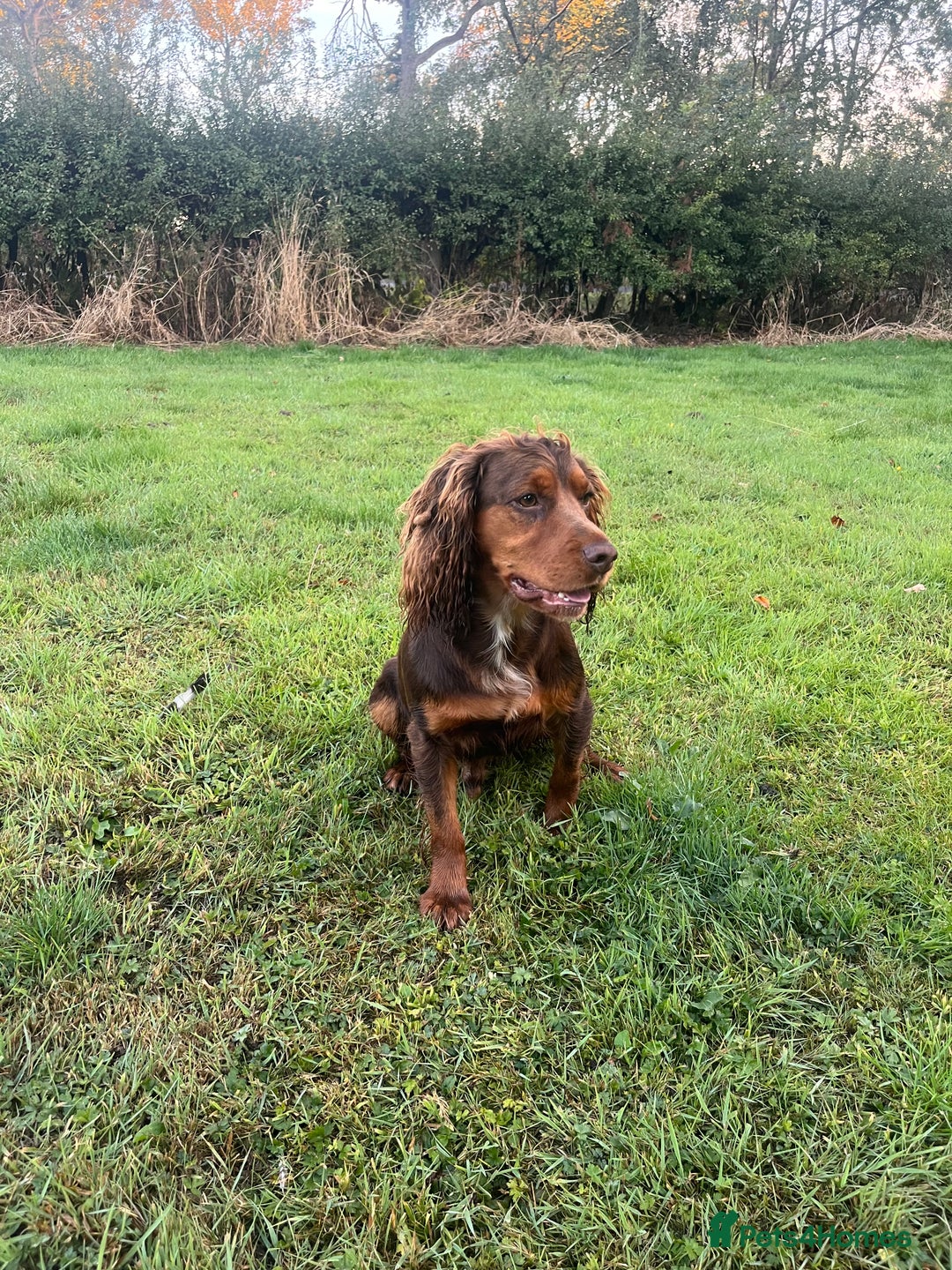 Cocker Spaniel dogs for stud: Working tri coloured cocker spaniel.  - Advert 3