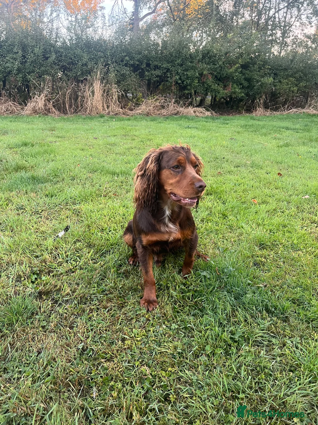 Cocker Spaniel dogs for stud: Working tri coloured cocker spaniel.  - Advert 3