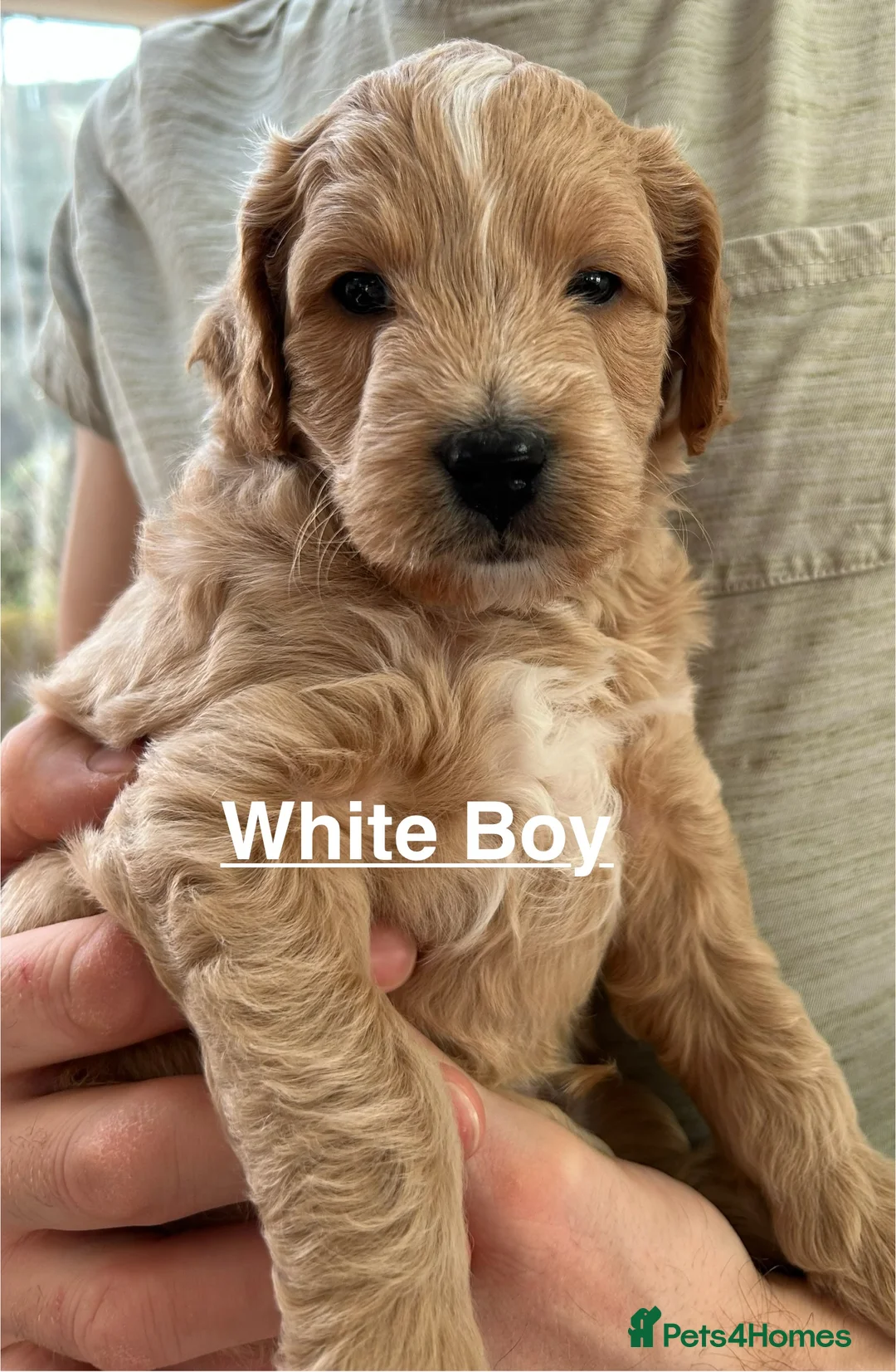 Mixed Breed dogs for sale: Mini Goldendoodle / Aussiedoodle Doubledoodles - Advert 5