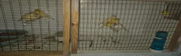Canaries birds for sale: Mixed canaries in Northwich - Advert 4