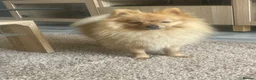Pomeranian dogs for sale: Meet pumpkin ! - Advert 3