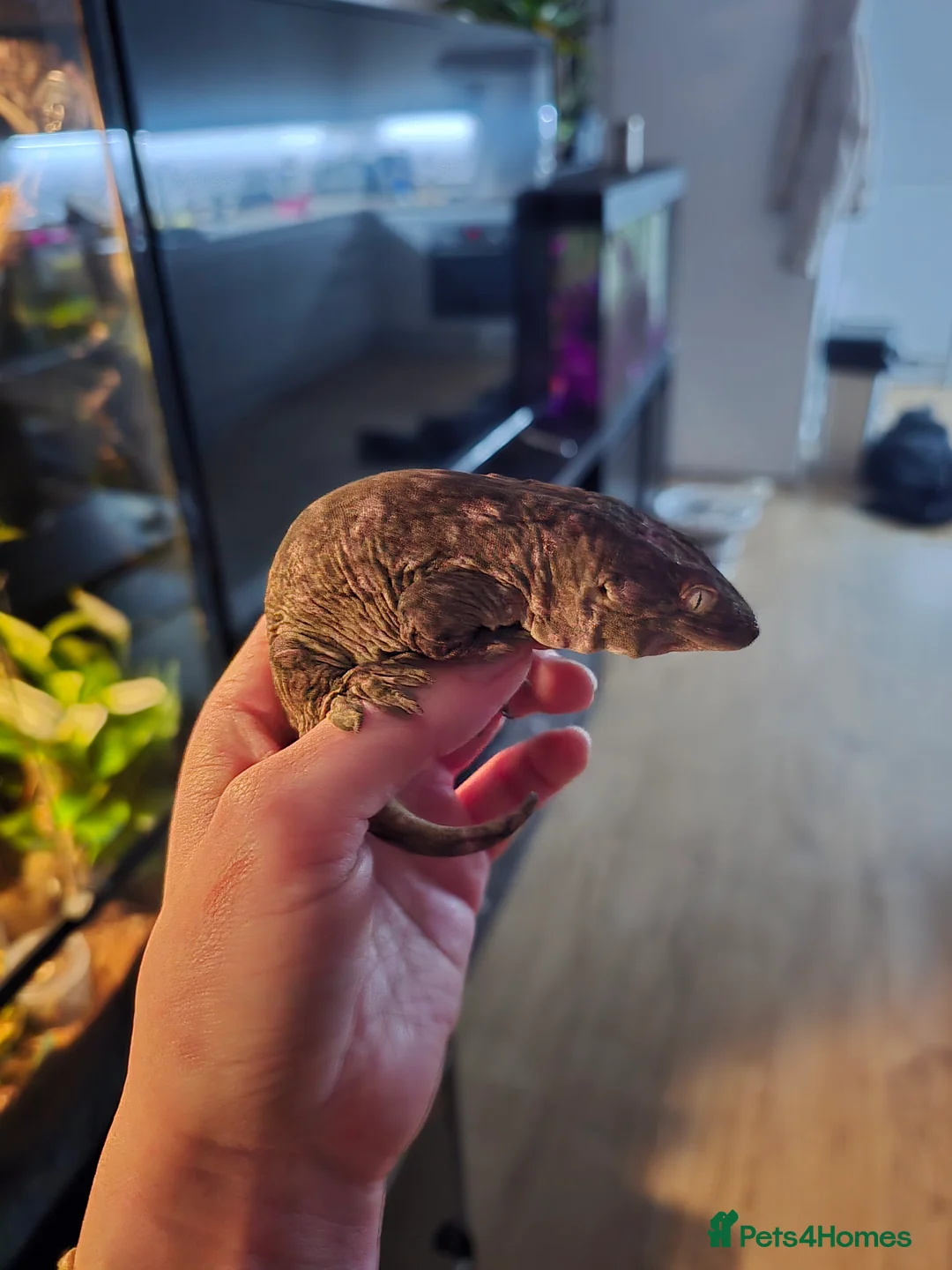 Gecko reptiles for sale: Leachie Gecko - 1 years old - Advert 3