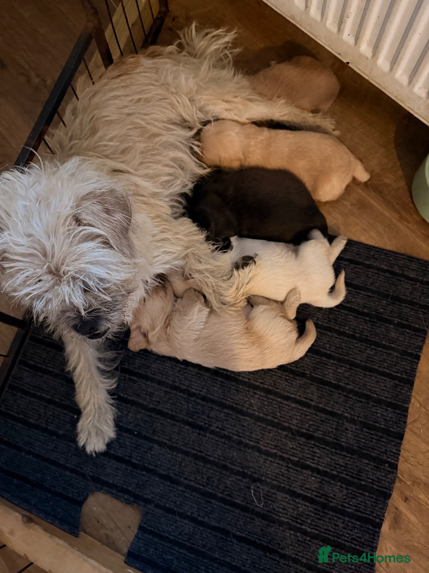 Mixed Breed dogs Norfolk tear Cross  - Advert 1