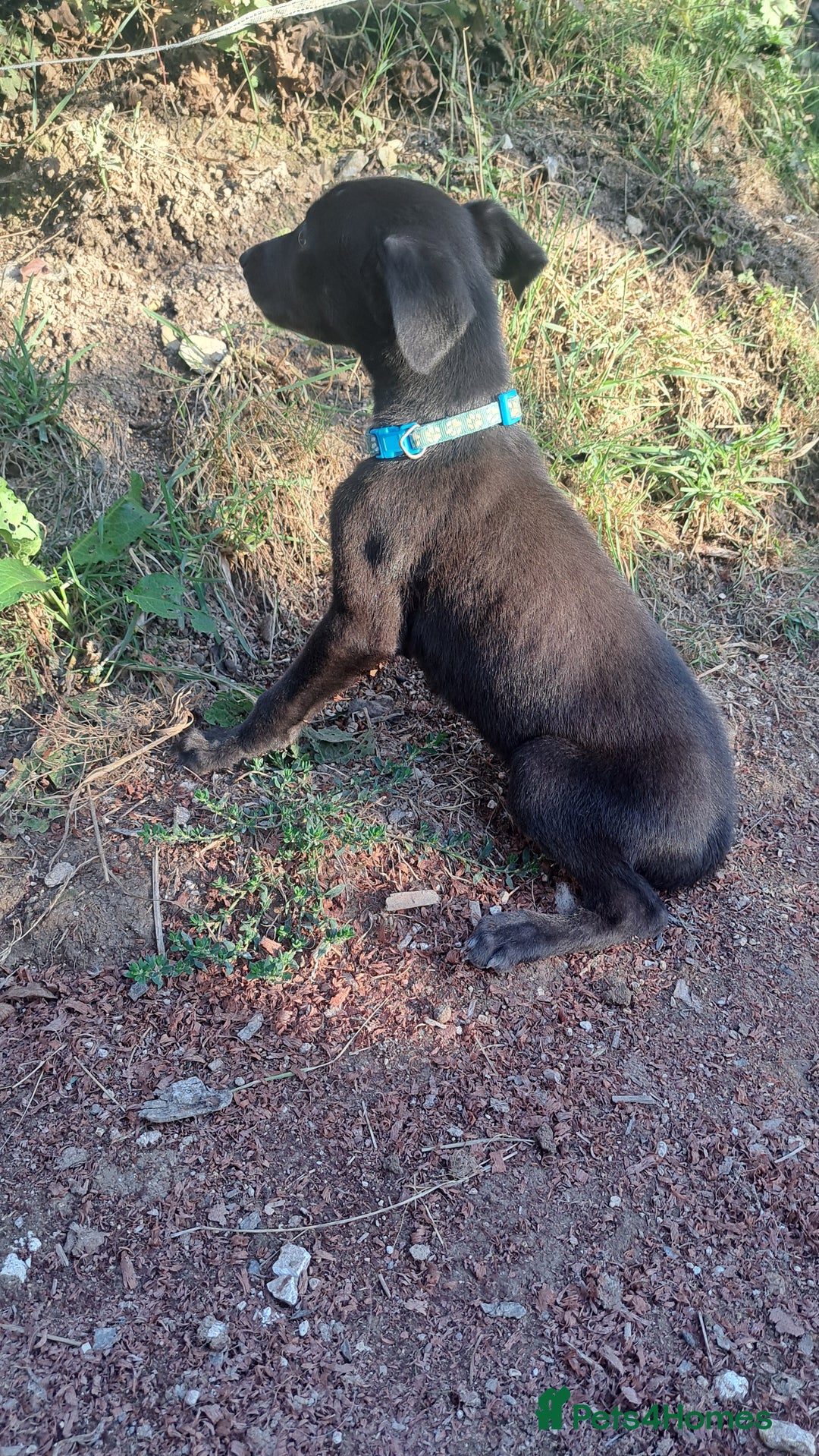 Greyhound dogs for sale: 💙READY TO GO💙 1 pup left - Irish Greyhound  - Image 34
