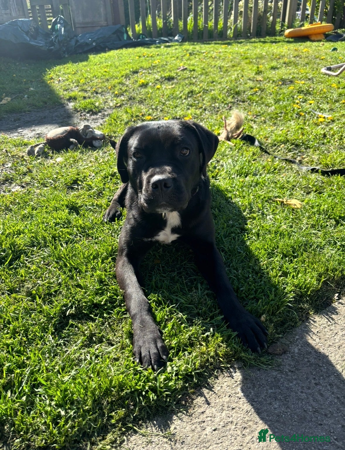 Mixed Breed dogs Female mixed breed 2 years  - Advert 1