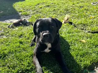 Mixed Breed dogs Female mixed breed 2 years - Advert 1