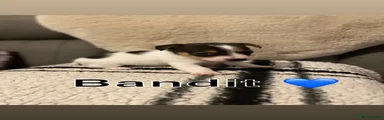 Jack Russell 5