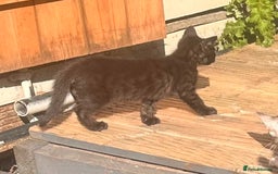 Savannah cats for sale: African bloodline, savanna kittens - Image 22