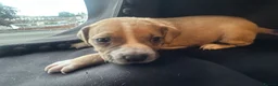 Mixed Breed dogs for sale: Mixed breed puppies in Rowley Regis - Advert 25