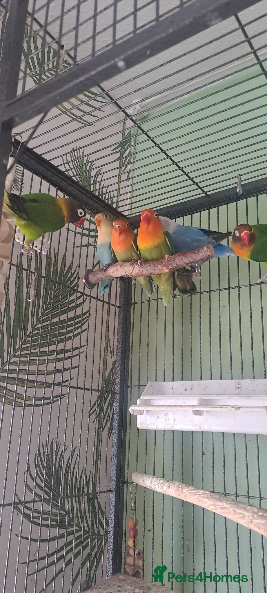 Lovebirds birds Lovebirds x7 - Advert 7