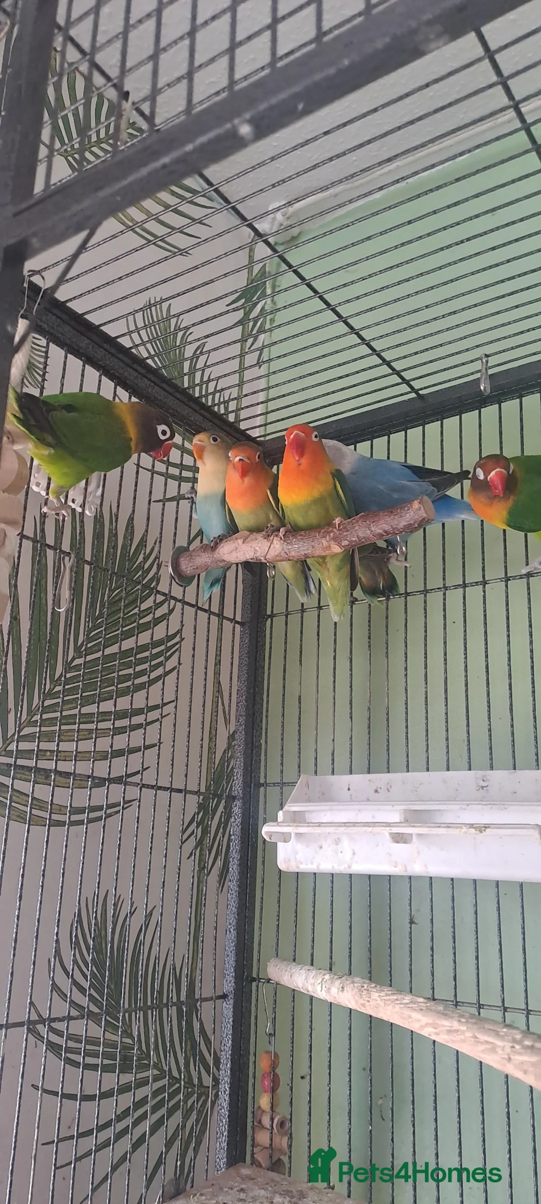 Lovebirds birds for sale: Lovebirds x7 - Advert 1