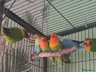 Lovebirds birds Lovebirds x7 - Advert 7