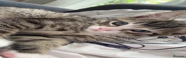 Male Longhair Kitten 2