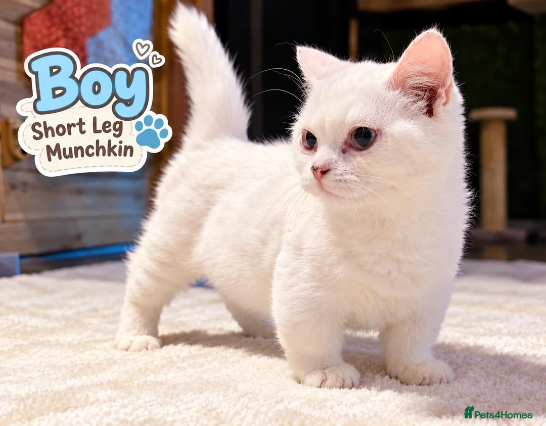Munchkin cats for sale: Munchkin kittens - Advert 20