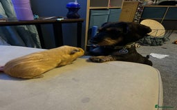 Dachshund dogs for sale: Teckel Dachshund for rehoming - Advert 17