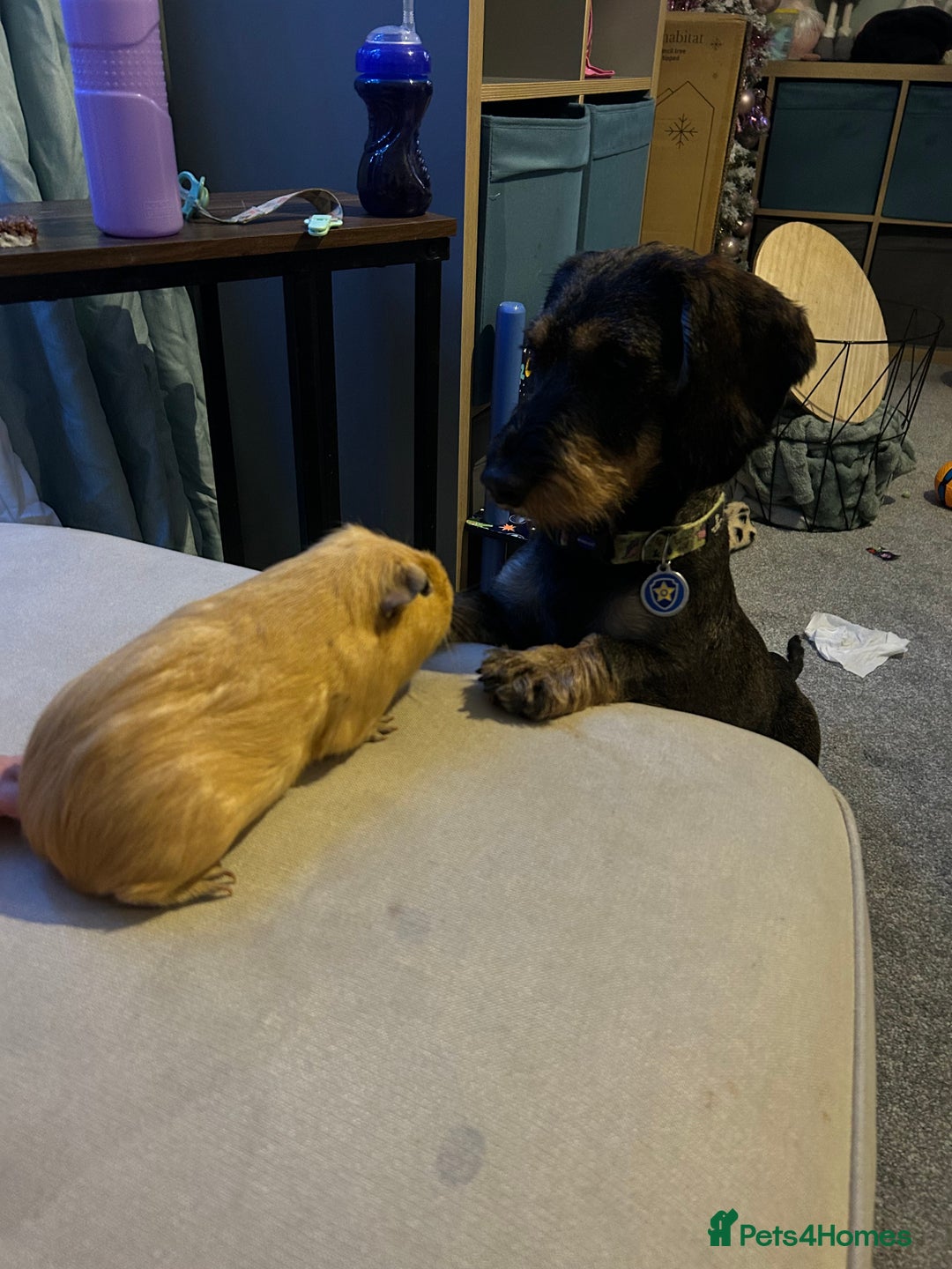 Dachshund dogs for sale: Teckel Dachshund for rehoming - Advert 17