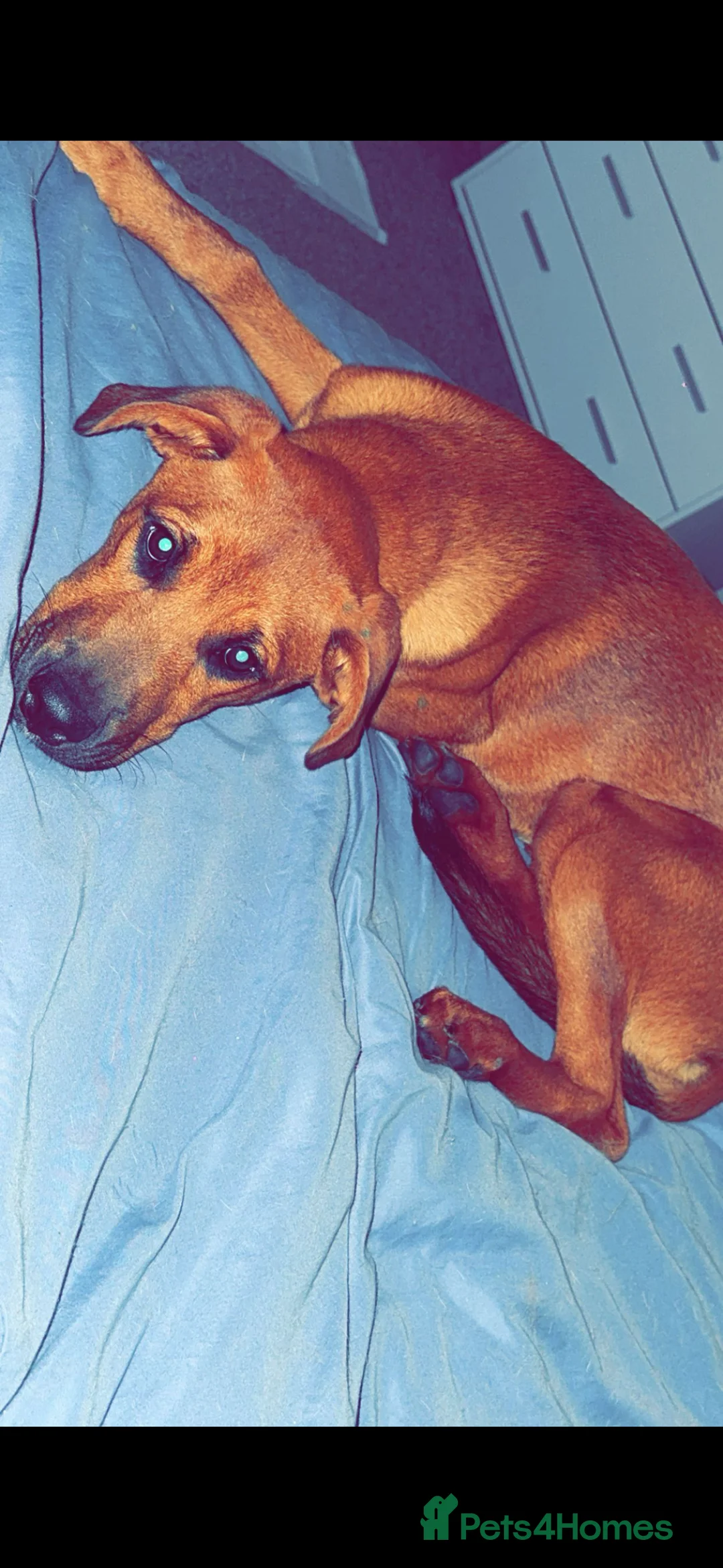 Mixed Breed dogs for sale: Lola is looking for her forever home  - Advert 6