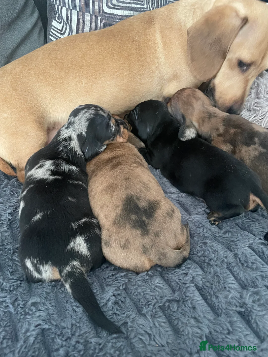Miniature Dachshund dogs for sale: 4 female miniature dachshunds. - Advert 9