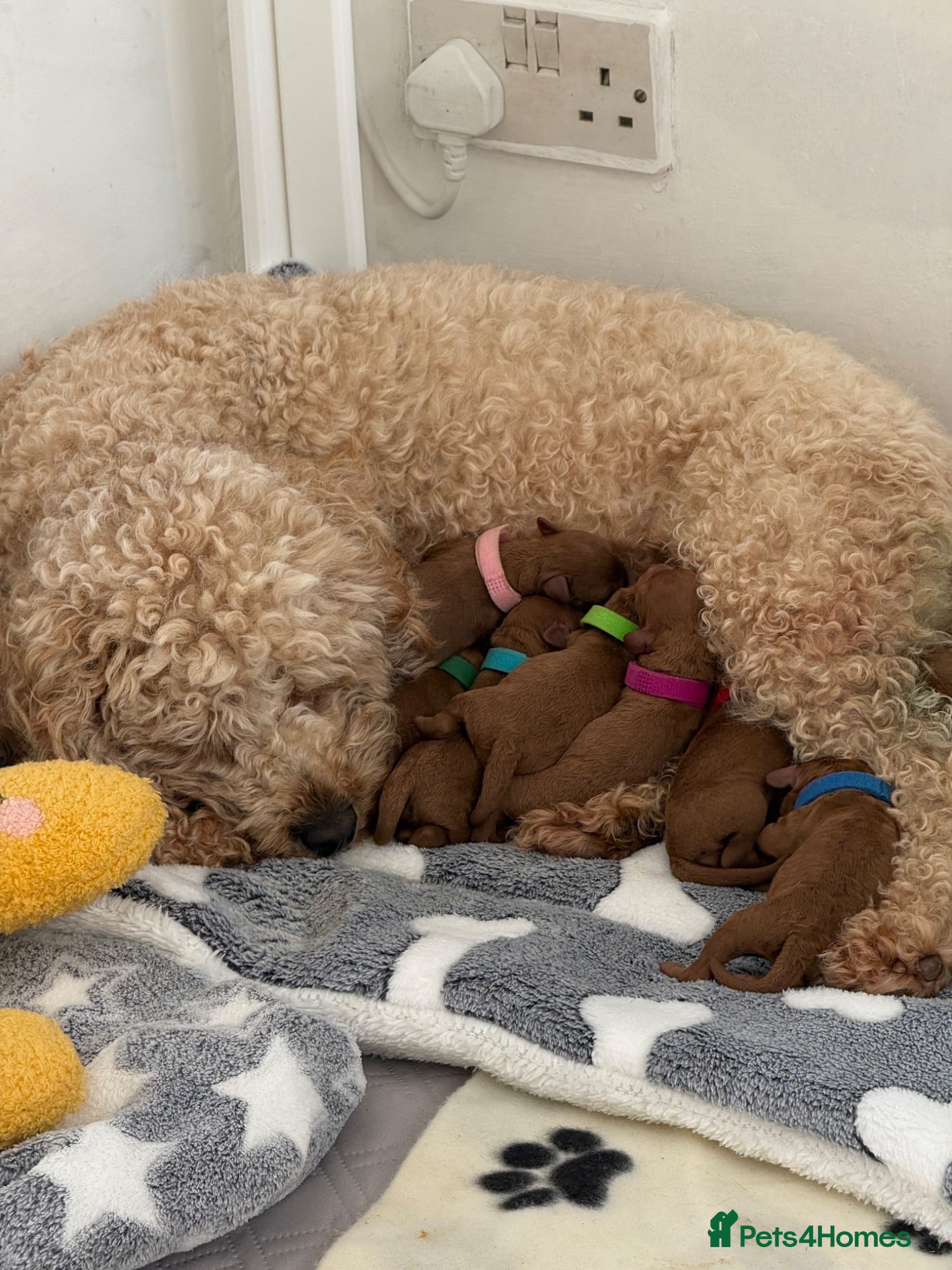 Cavapoo dogs F1B Cavapoo Puppies Looking For Forever Homes - Advert 1