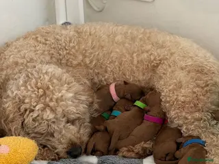 Cavapoo dogs F1B Cavapoo Puppies Looking For Forever Homes - Advert 1