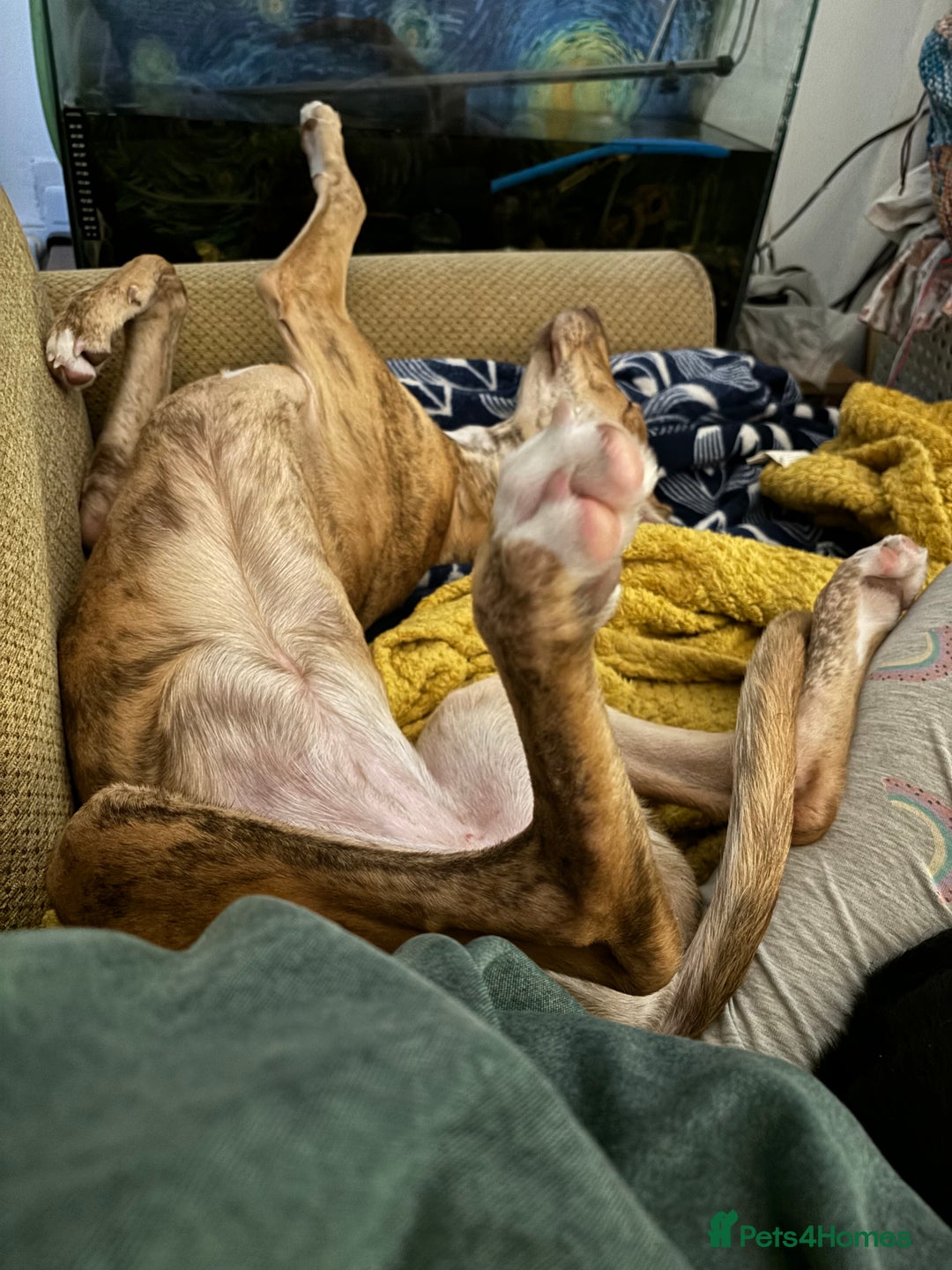 Mixed Breed dogs for sale: Bull greyhound/collie  - Image 6