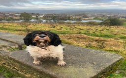 Cavalier King Charles Spaniel dogs for sale: Ava King Charles cavalier  - Image 3