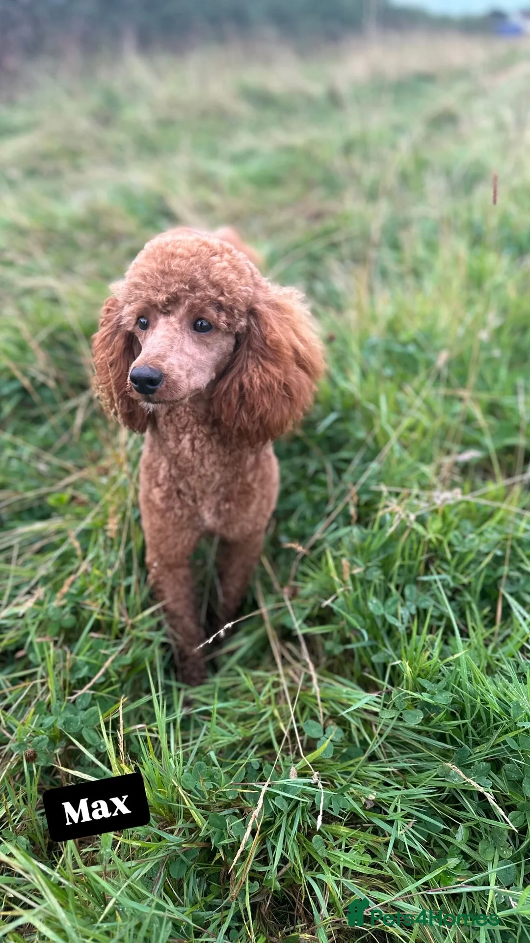 Miniature Poodle dogs for stud: HALF SVK IMP MINIATURE POODLE 🧬270+ health checks in Pickering - Advert 2