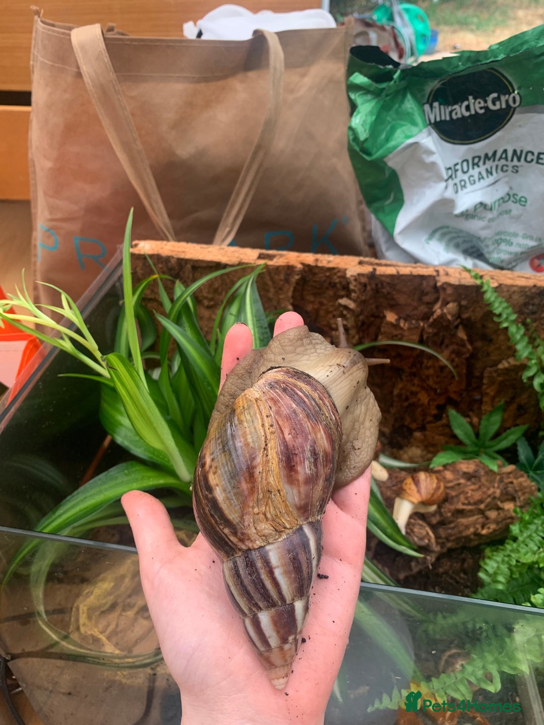 Snails invertebrates for sale: Baby/feeder and juvenile Giant African Land snails - Image 4