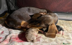 Miniature Dachshund dogs for sale: Miniature dachshund puppies short haired - Image 2