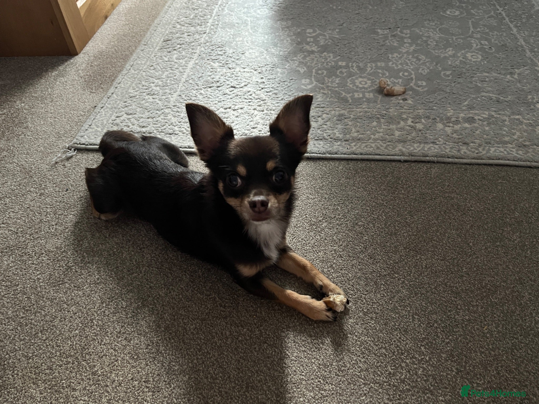 Chihuahua dogs Chocolate tri Stud - Advert 2