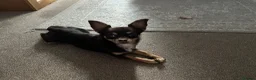 Chihuahua dogs for stud: Chocolate tri Stud - Advert 1