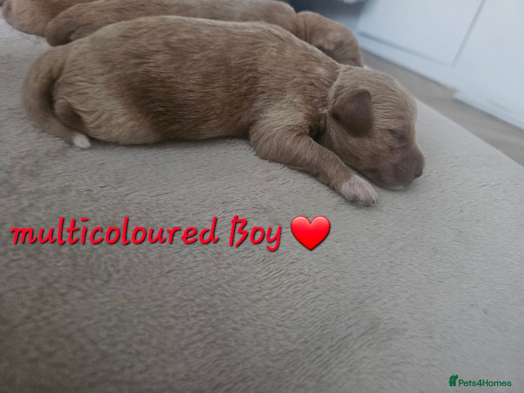 Schnoodle dogs for sale: 5 Adorable Schnoodle Puppies ❤️🩷💚💙🧡 - Image 14